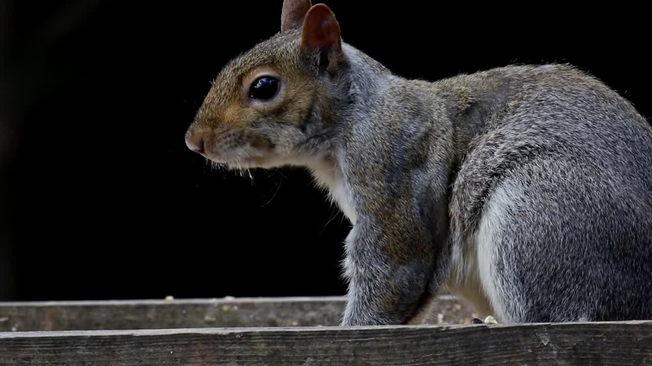 ardilla gris, sciurus carolinensis, alimentándose en la mesa de pájaros del jardín trasero