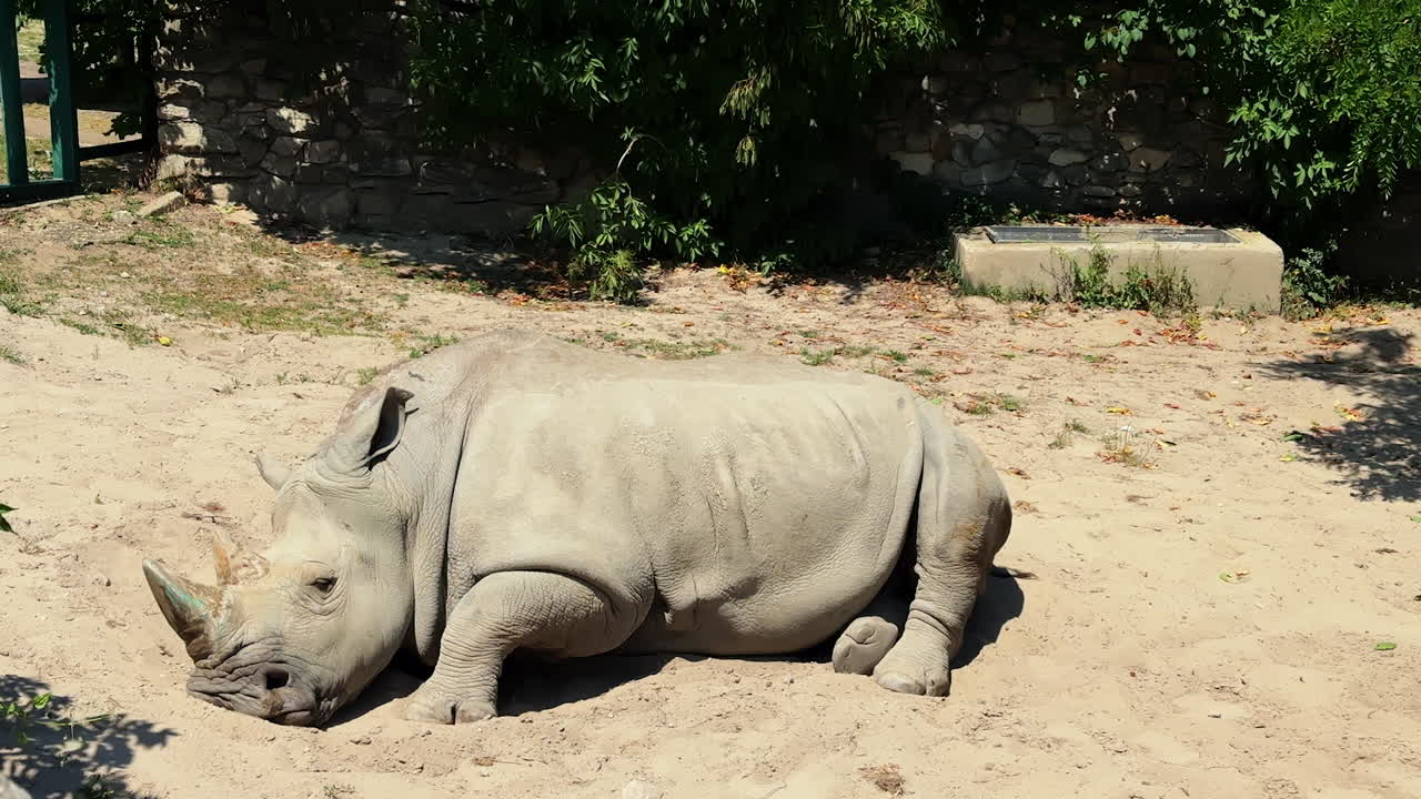 Rhinoceros resting in sandy enclosure. A rhinoceros lies comfortably on the sandy ground, enjoying a warm day in its natural habitat