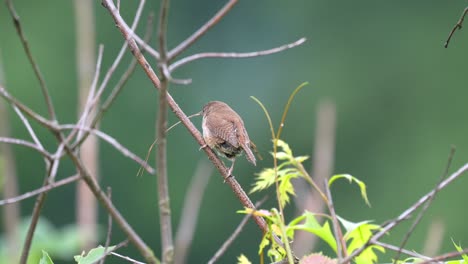 a house wren with a piece of grass in its beak to build its nest