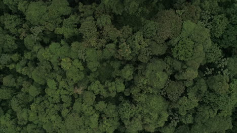 ecuatorian rainforest from above drone shot in the at the choco area of ecuador