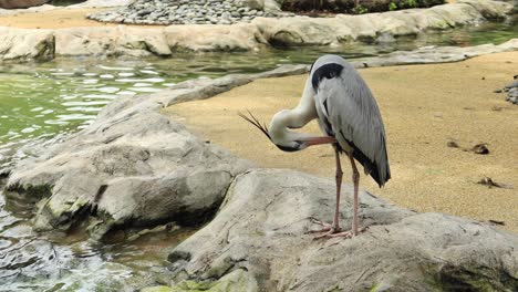 grey heron by the water