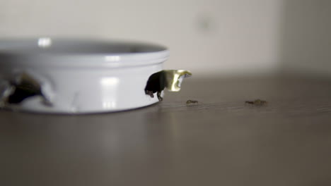 house ants in slow motion going in and out of a metal ant trap containing poison