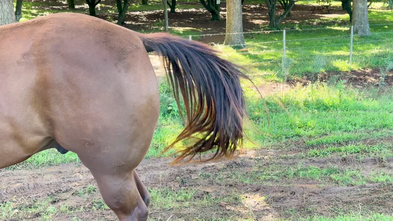 A brown horse stands in a grassy paddock, swishing its tail energetically. Daylight highlights the animal’s coat and the lush, green rural environment