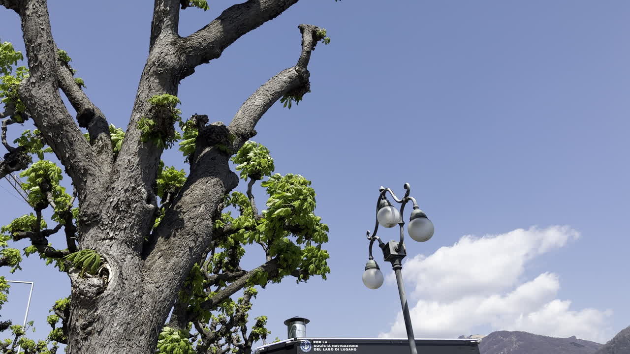 Static and side view of a retro style street lamp and a tree