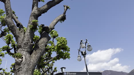 static and side view of a retro style street lamp and a tree