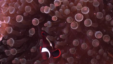 Juvenile-Tomato-anemonefish--close-up-in-sea-anemone