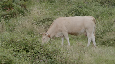 vaca de color crema pastando en un campo de hierba