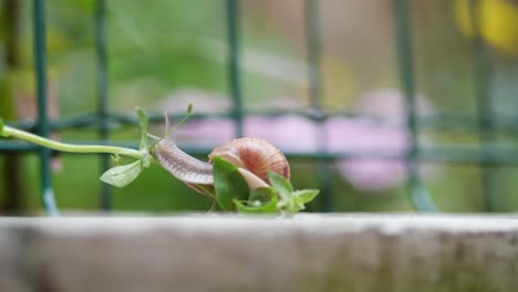 snail climbing a small plant