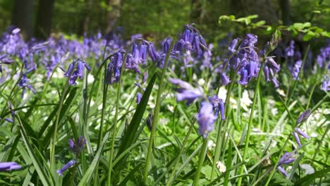 Close-up-of-vibrant-bluebell-flowers,-Cornwall,-England,-UK