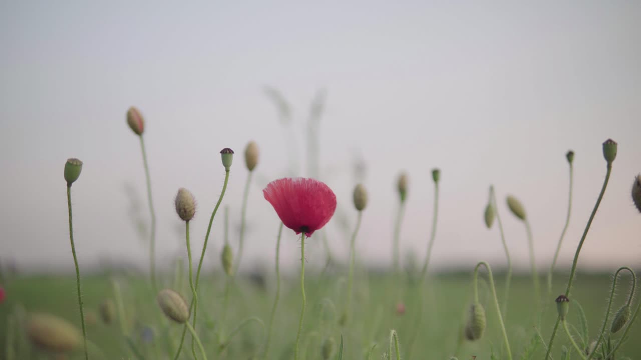 배경이 흐릿한 녹색 들판에 있는 붉은 양귀비
