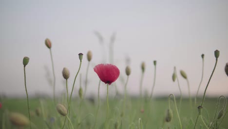 red poppy on green field with blurred background