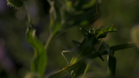 saltamontes verdes en el tallo