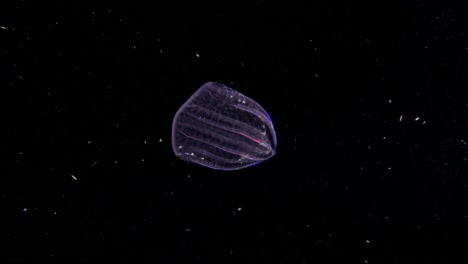 cigar comb jelly ctenophore with light refracting of the cilia