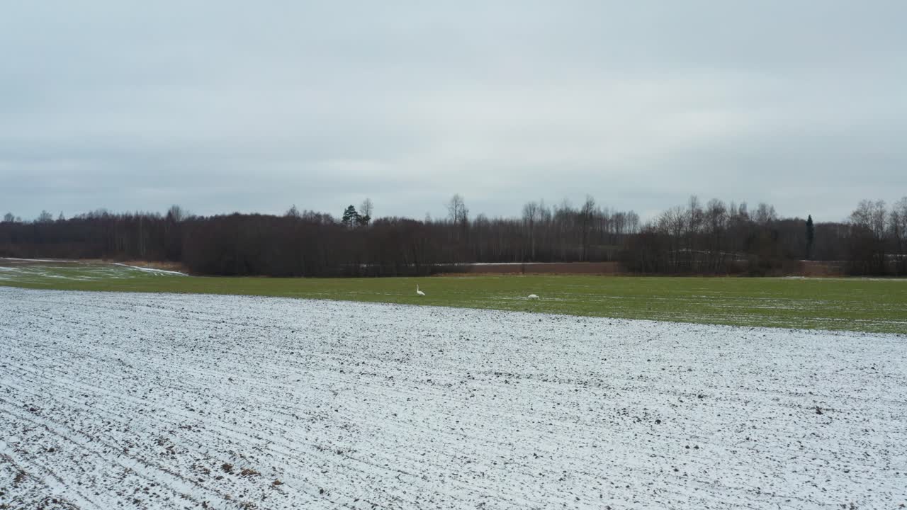 녹색 에서 백조 을 향한 느린 공중 접근, 겁에 질려서 날아갑니다.