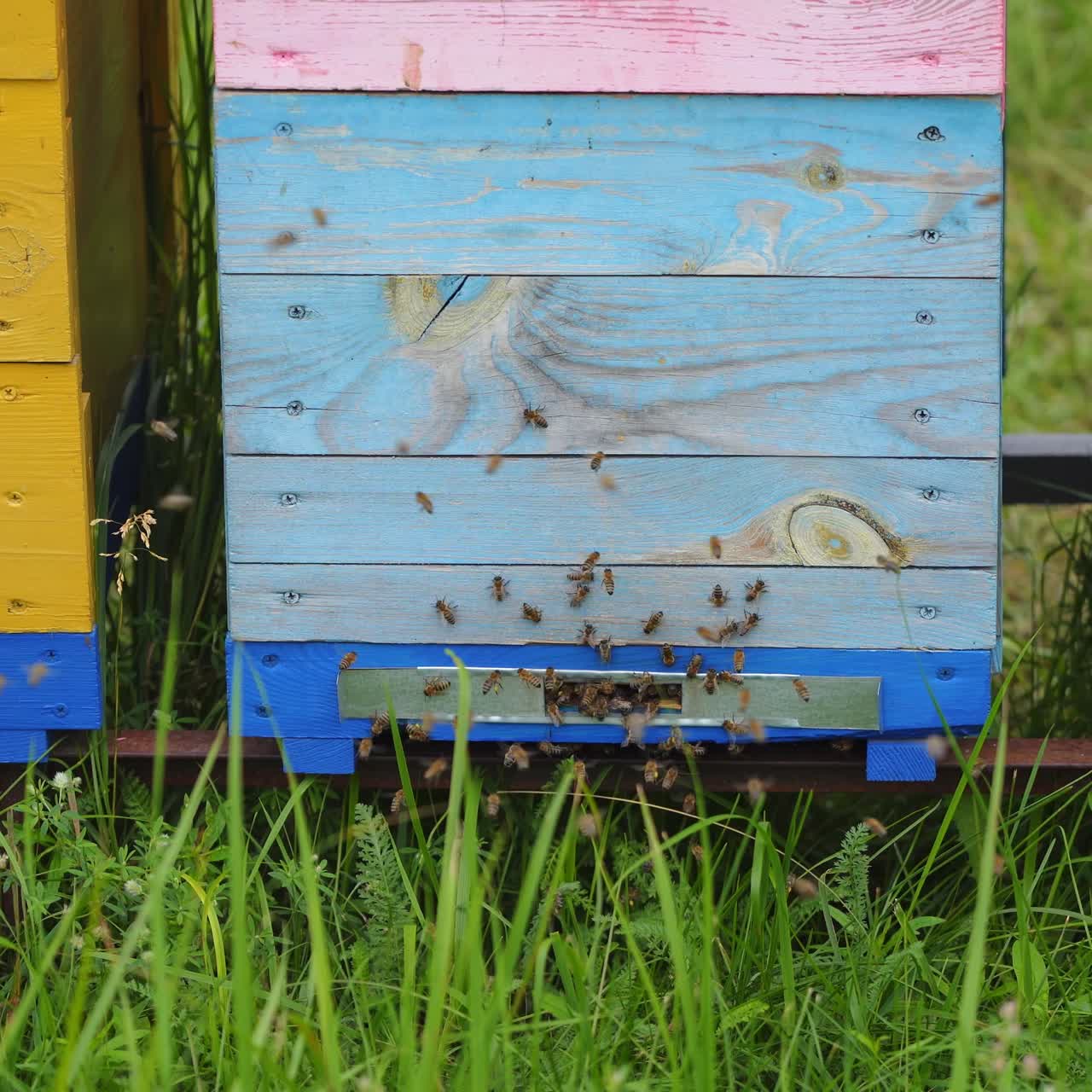 Multicolored colorful hives. Bees make honeycombs, extract honey. Yellow and blue hives with fresh honey. Selective focus