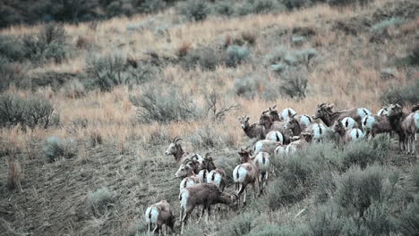 among the grass: bighorn sheep's tranquil afternoon