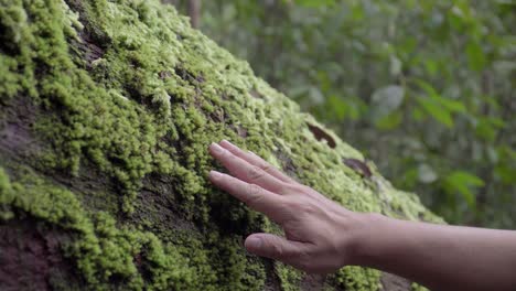 mano masculina tocando suavemente el musgo verde en el tronco del árbol caído en la naturaleza, selva, bosque, selva tropical