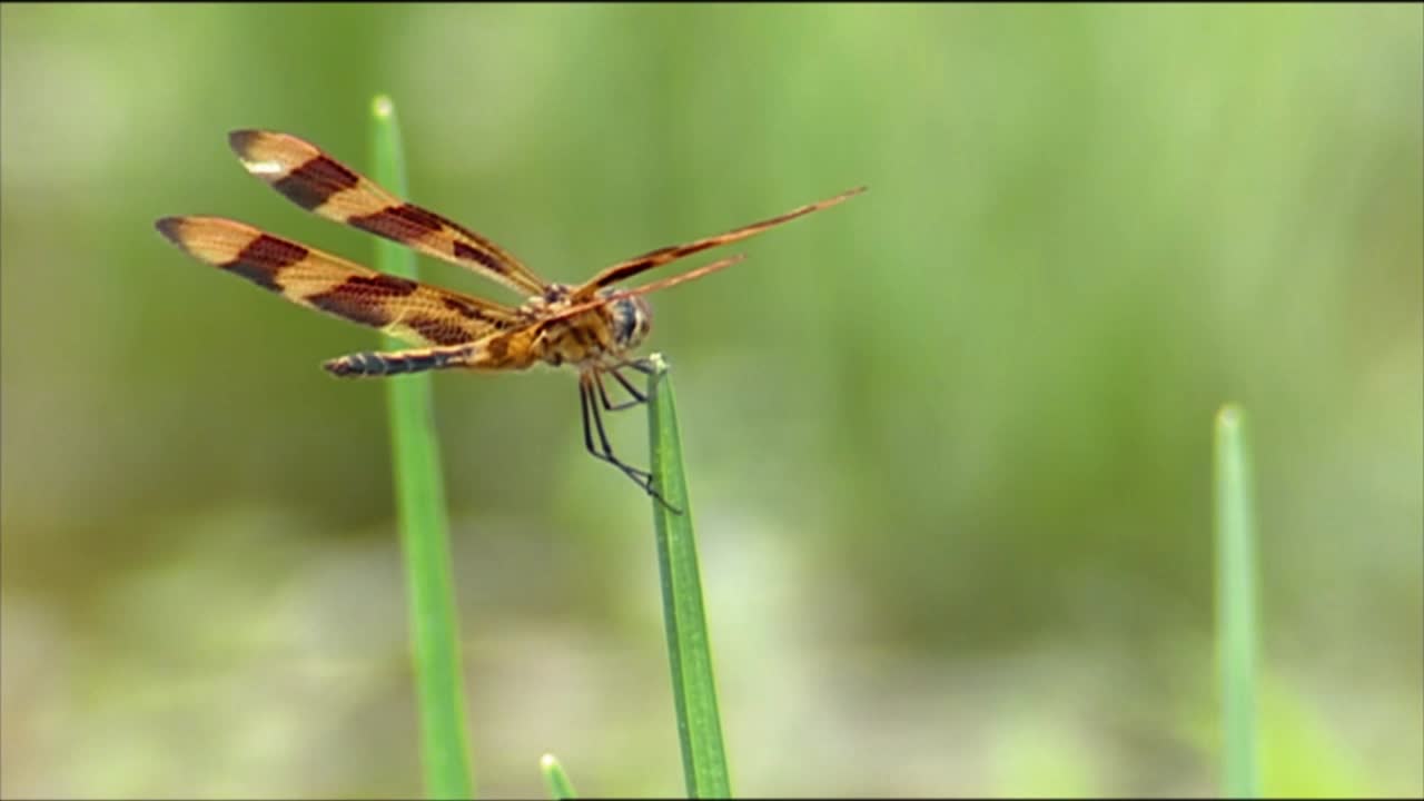 los primeros planos muestran libélulas y saltamontes comiendo plantas y una araña comiendo un insecto