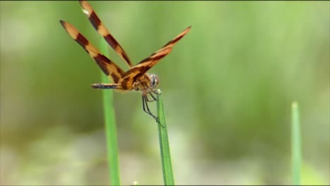 los primeros planos muestran libélulas y saltamontes comiendo plantas y una araña comiendo un insecto