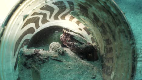 A-small-crab-finds-a-home-and-protection-living-inside-a-discarded-coffee-cup-underwater-on-the-ocean-floor