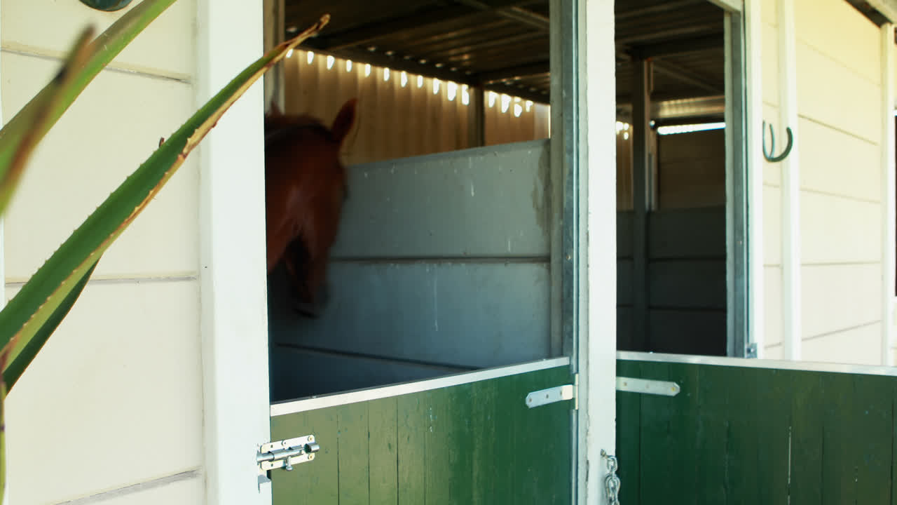 caballo en el establo 4k