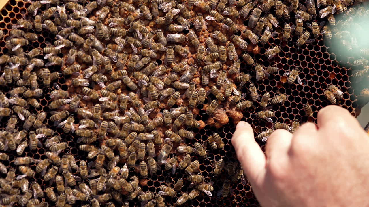 Bees moving on frame background. Bare hand of a beekeeper touching bees that are crawling on honeycombs. Apiculture concept.