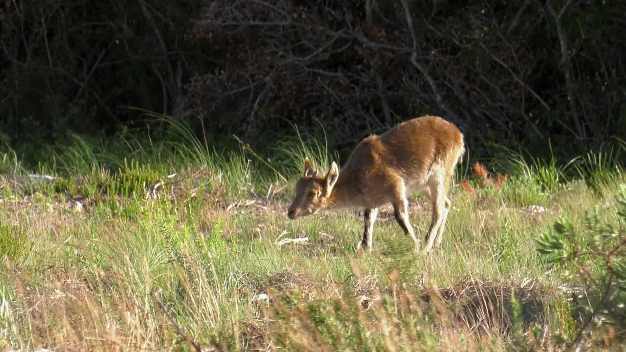 Young wild goat in natural habitat, Iberian Ibex