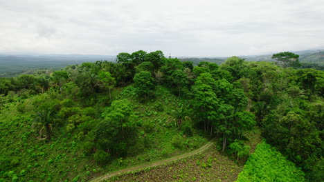 Low-flights-above-trees-in-tropical-forest