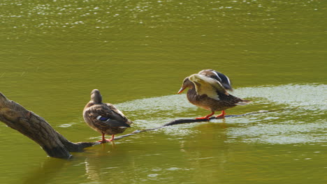 two ducks resting on a branch