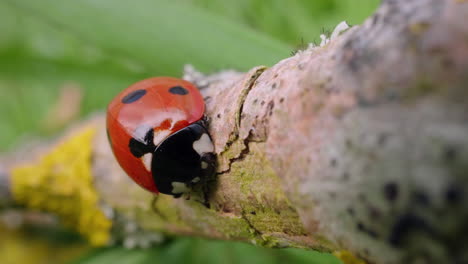 Marienkäfer-Sitzt-Auf-Einem-Baumstamm