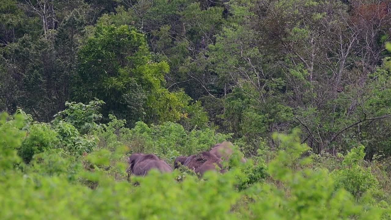 Gli elefanti asiatici sono specie in via di estinzione e vivono anche in Thailandia