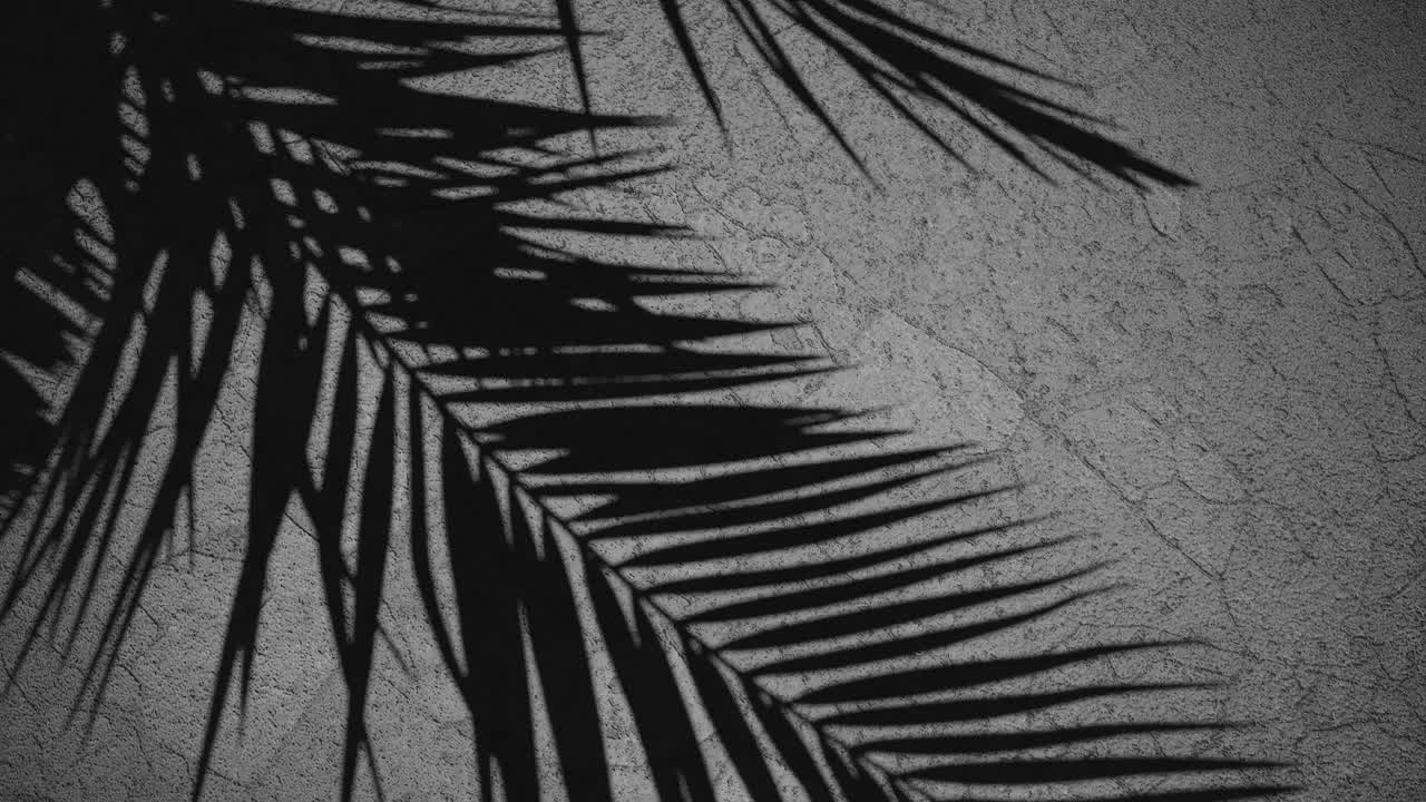Tropical palm leaf shadow on a textured grey background