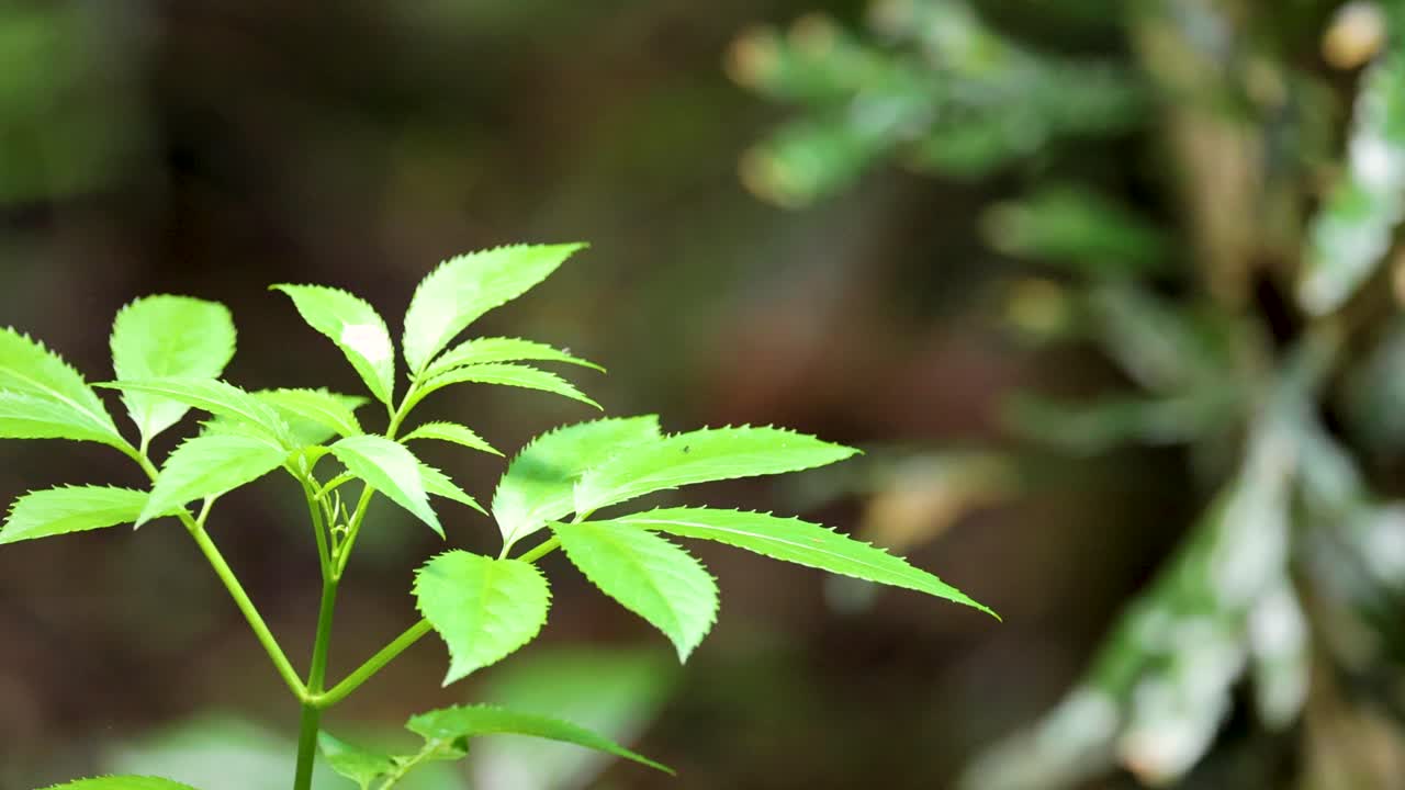 Young green leaves gently move in the wind, captured in a close-up shot with soft natural lighting and a blurred forest background