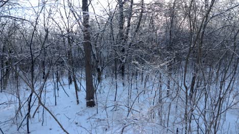 A-horizontal-pan-of-forest-grounds-covered-in-ice-and-snow-during-a-bright-and-sunny-winter-afternoon
