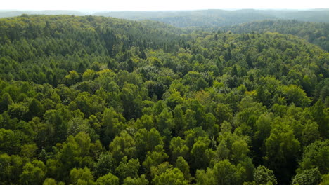 amazing view with large green forest in hilly area