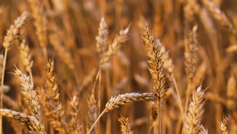 el trigo de grano de cereal está listo para la cosecha