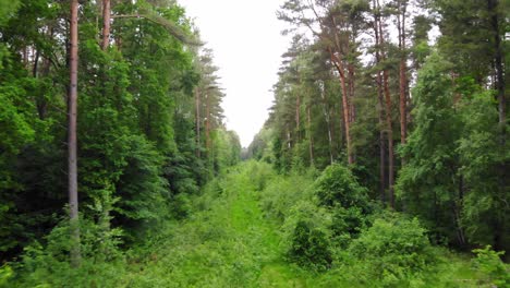 aerial backward shot of verdant forest with towering pine trees