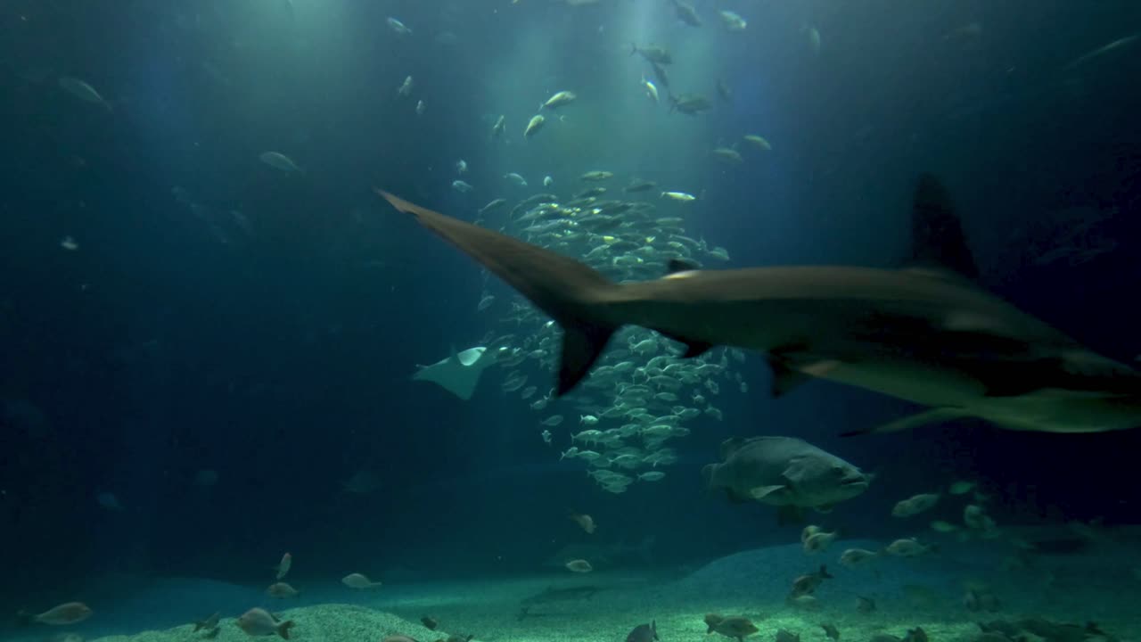 Shark swimming among fish in aquarium tank