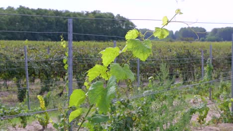 Ländliche-Szene-Einer-Weinrebe-über-Weingut-Feld-In-Ungarn