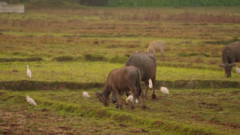 Thai-Buffalos-Walking-Through-Rice-Fields-During-Sunrise,-Calf,-Thailand,-Koh-Yao-Noi-Island,-Asia