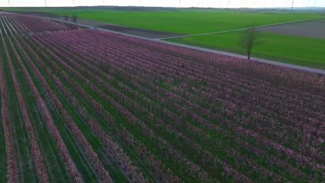 Sobrevuelo-De-Drones-Sobre-Un-Vasto-Huerto-De-Albaricoqueros-En-Flor-En-La-Naturaleza-Rural-De-Primavera