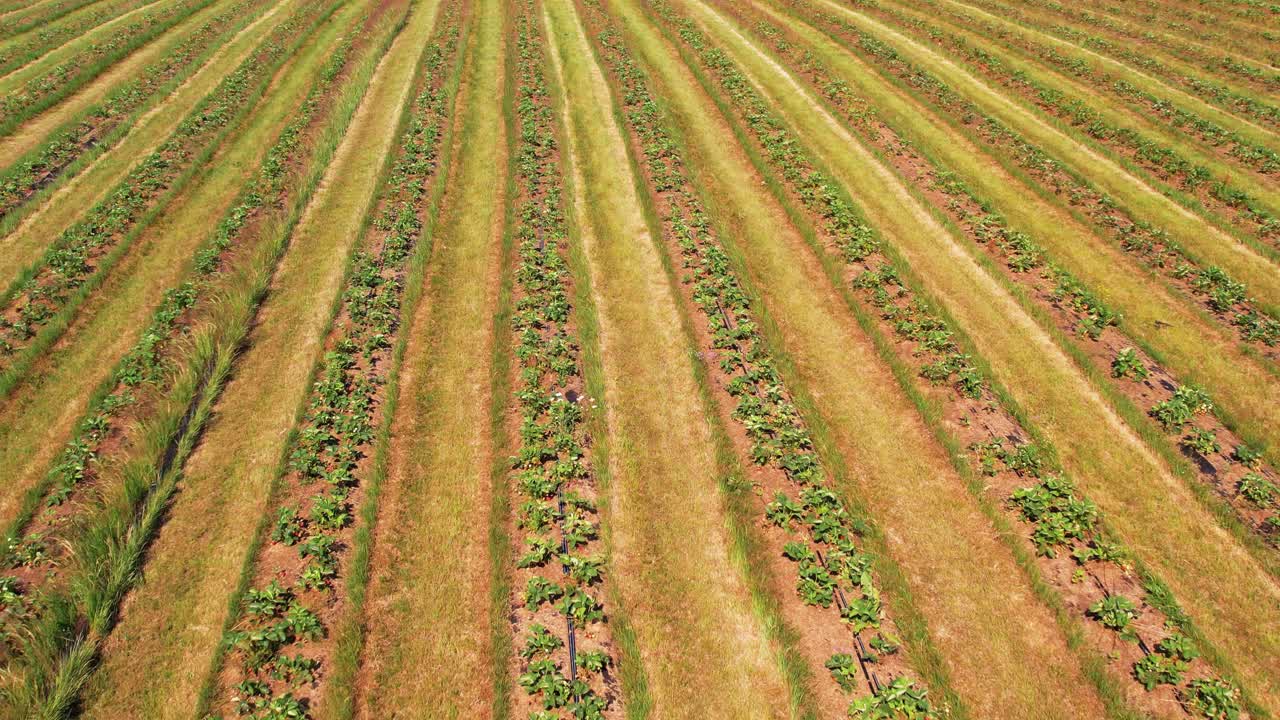 위 에서 보는 딸기  ⁇