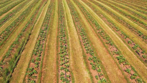 Campo-De-Fresas-Vista-Desde-Arriba