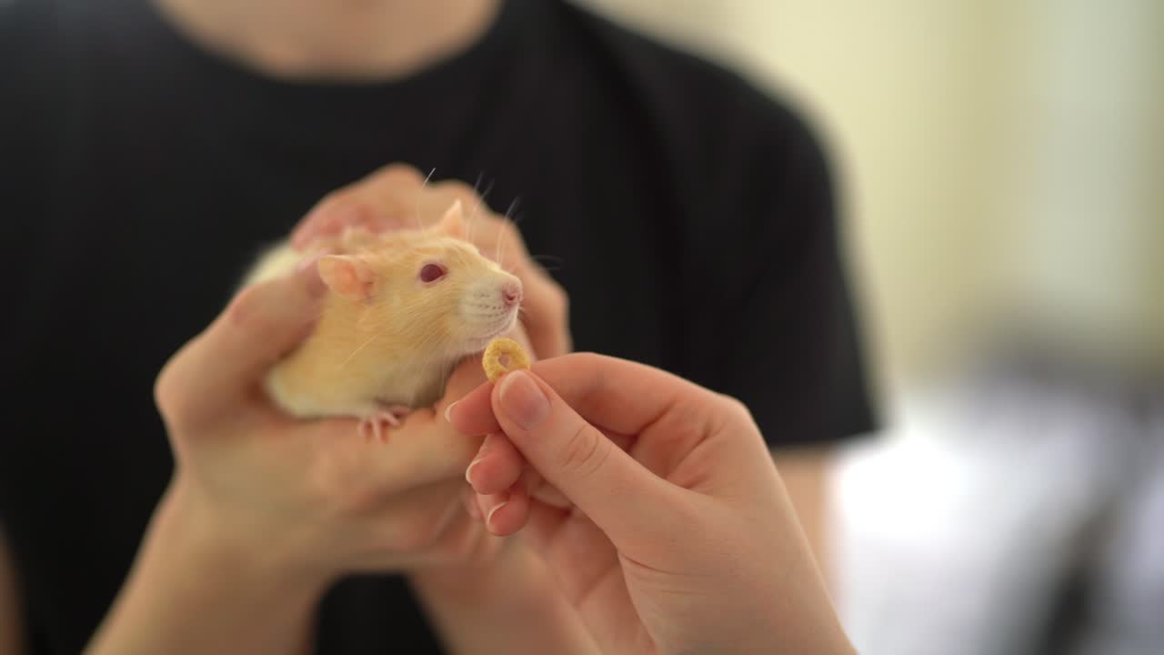 Domesticated pet rat in owners hands refusing to eat food
