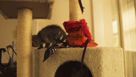 Tabby-kitten-playful-and-curious-in-cat-tower,-medium-shot