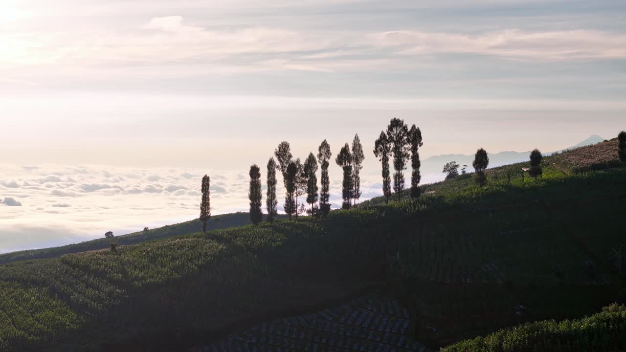 Silhouettes of tall trees standing along a terraced hillside at sunrise, with a dramatic sea of clouds stretching across the horizon. Indonesia nature landscape