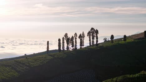silhouettes of tall trees standing along a terraced hillside at sunrise, with a dramatic sea of clouds stretching across the horizon. indonesia nature landscape