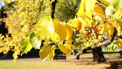 hojas amarillas en los jardines de flagstaff de melbourne