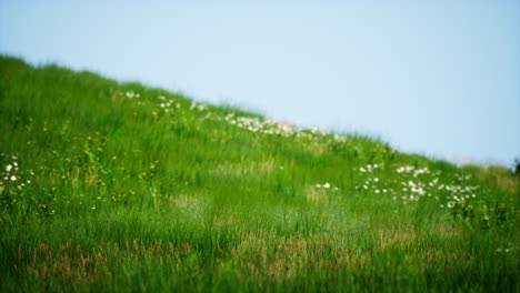 Feld-Mit-Grünem,-Frischem-Gras-Unter-Blauem-Himmel