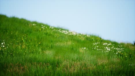 field of green fresh grass under blue sky